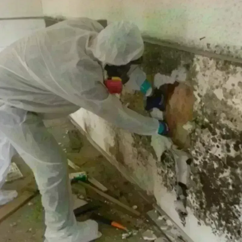 Mold Remediation and Removal in Lyndon, KS